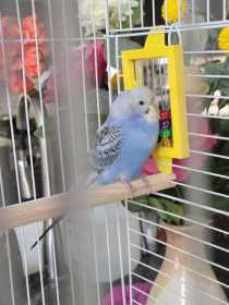 Found Budgerigar