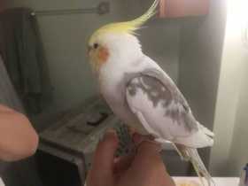 Found Cockatiel