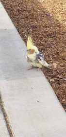 Found Cockatiel