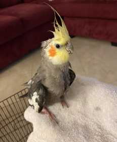 Found Cockatiel