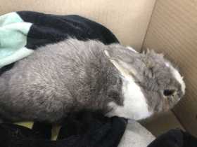 Found Rabbit