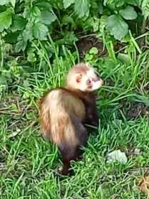 Found Ferret