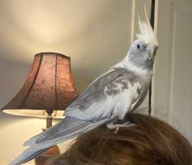 Found Cockatiel