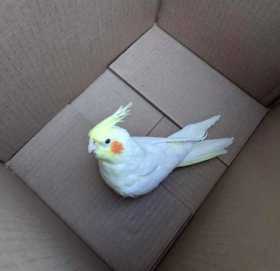 Found Cockatiel