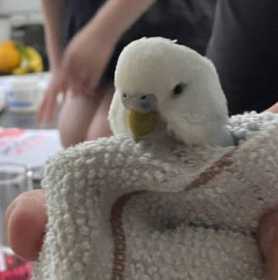 Found Budgerigar