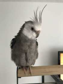 Found Cockatiel