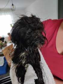 Found Dog