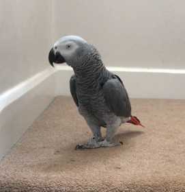 Found African Grey