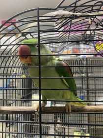 Found Alexandrine