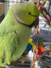 Found Indian Ringneck Parakeet