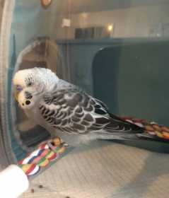 Found Budgerigar