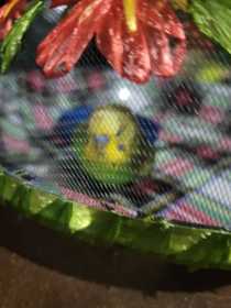 Found Parakeet