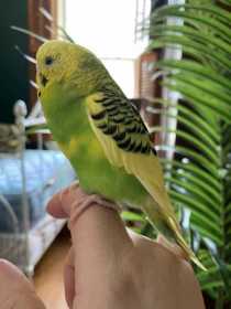 Found Parakeet