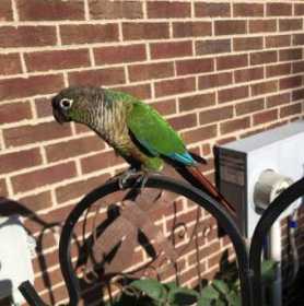 Found Conure