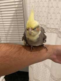 Found Cockatiel