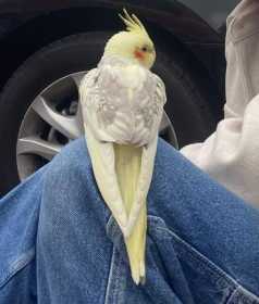 Found Cockatiel