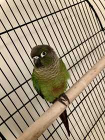 Found Conure