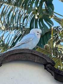 Found Budgerigar