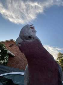 Found Galah Cockatoo