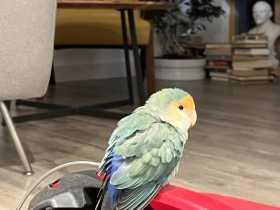 Found Lovebird