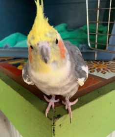 Found Cockatiel