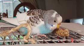 Found Budgerigar