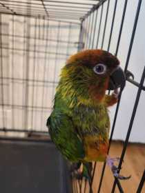 Found Conure