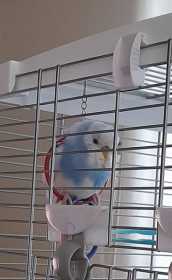 Found Budgerigar