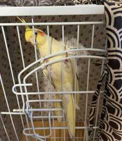 Found Cockatiel