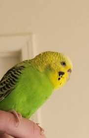 Found Budgerigar