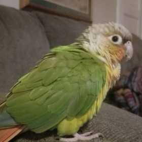 Found Conure