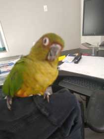 Found Conure