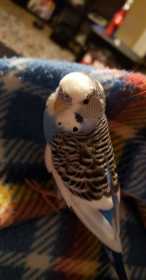 Found Budgerigar