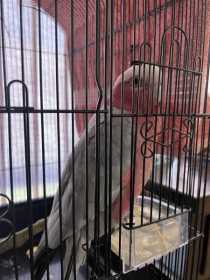 Found Galah Cockatoo