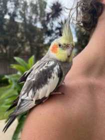 Found Cockatiel