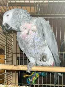 Found African Grey