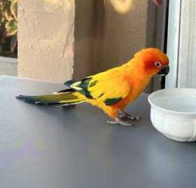 Found Conure