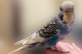 Found Budgerigar