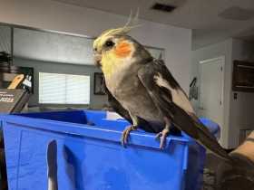 Found Cockatiel