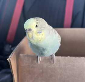 Found Parakeet