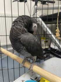 Found African Grey