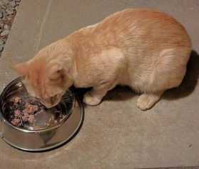 Found Cat