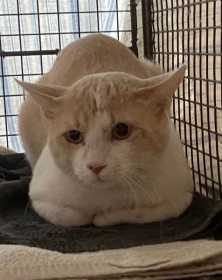 Found Cat