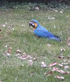 Found Macaw