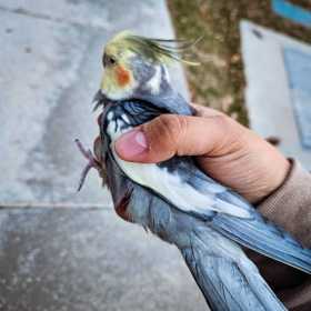 Found Cockatiel