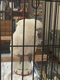 Found Cockatoo