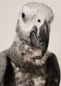 Found African Grey