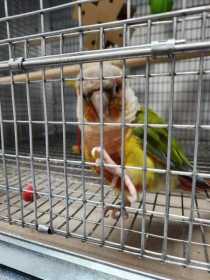 Found Conure