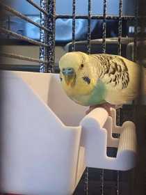 Found Budgerigar
