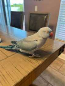 Found Indian Ringneck Parakeet